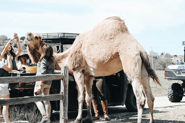 Safari - Corporate Event Entertainment Ideas